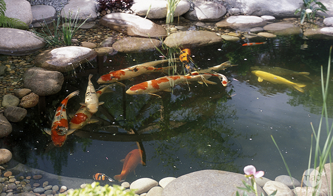 Les poissons rouges en étang ou bassin de jardin